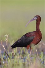 Glossy ibis (Plegadis falcinellus), Floating Hide fixed, Everglades NP, Florida, USA, North America