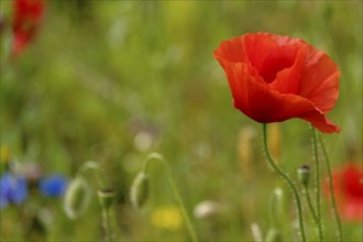 Poppy flower (Papaver rhoeas), Münsterland, North Rhine-Westphalia, Germany, Europe