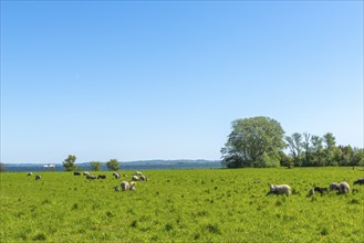 Island Skarø, Skaroe, pasture with sheep, agriculture, Danish South Sea, Sydfyn, South Funen,