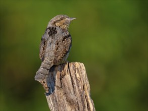 Wryneck on perch, (Jynx torquilla), Ormoz area, Ormoz, Podravska, Slovenia, Europe