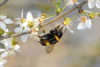 Large earth bumblebee (Bombus terrestris), bumblebee, insect, insect, macro, NSG Wagbachniederung,