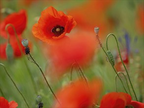 Poppy, poppy, cemetery, gravestone, cross, flowers, poppies, Tiszaalp-r, Kiskuns-gi National Park,