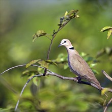 Red-crested Pigeon, (Streptopelia vinacea), Red-winged Turtle Dove, Morgan Kunda lodge / road to