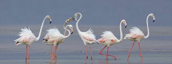 Greater flamingo (Phoenicopterus roseus), group, East Khawr / Khawr Ad Dahariz, Salalah, Dhofar,