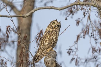 Short-eared owl (Asio flameus) sitting on a branch. Bas Rhin, Alsace, France, Europe