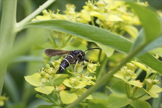 Dusky clearwing (Paranthrene tabaniformis), on goldenrod (Solidago), North Rhine-Westphalia,