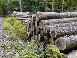 Stacked cut down tree trunks on the edge of a forest path, in the background trees forest,