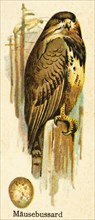 Steppe buzzard (Buteo buteo), forest, egg, habitat, historical illustration, World of Birds 1890