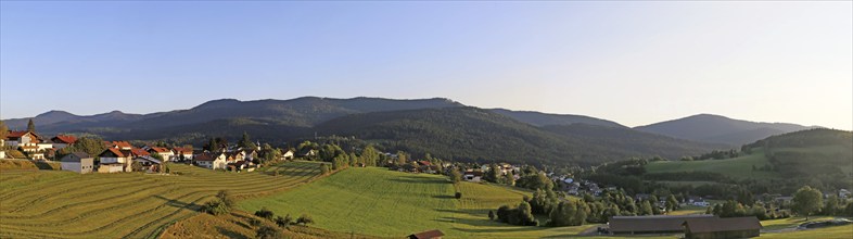 Lam in the Bavarian Forest