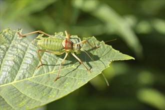 Steppe saddle grasshopper, Steppe saddle grasshopper (Ephippiger ephippiger), male, Long-toed