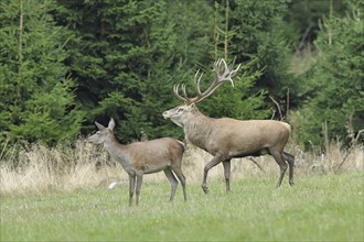 Red deer (Cervus elaphus) in rutting season, capital stag with doe in a forest clearing, wildlife,