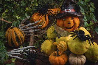 Halloween still life with quinces, pumpkins, spiders and a pumpkin with a witch's hat