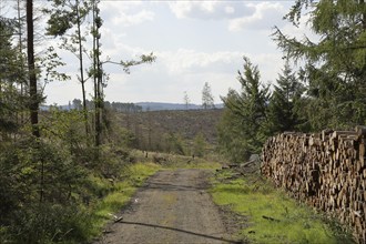 Forest path with wood pile on the side, forest destroyed by the bark beetle in the background,