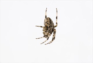 Garden cross spider (Araneus diadematus) in a web, cut-out, Stuttgart, Baden-Württemberg, Germany,