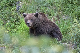 Brown bear (Ursus arctos)