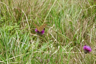 Emperor Cloak (Argynnis paphia), August, Bavaria, Germany, Europe