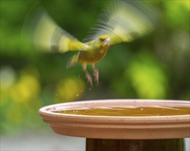 Greenfinch, greenfinch (Chloris chloris) flying away from a bird bath, Lower Saxony, Germany,