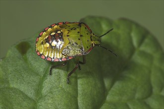 Macro photograph of a Nezara viridula, Green Vagrant (Nezara viridula) in the 5th larval stage with