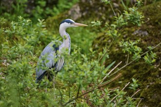 Grey heron (Ardea cinerea), standing amidst green bushes and trees, surrounded by nature and a