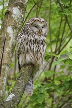 Ural owl (Strix uralensis), sitting on a branch surrounded by green foliage and observing its