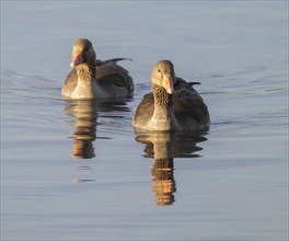 Greylag goose (Anser anser), greylag geese swimming on a pond, in the warm morning light, Lower