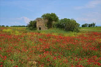 Meadow with poppies (Papaver), and abandoned ruin surrounded by trees, summer, Valensole,