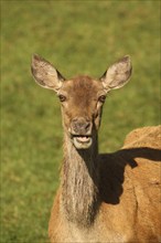 Red deer (Cervus elaphus) portrait of a female animal, Allgäu, Bavaria, Germany, Allgäu, Bavaria,