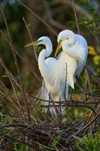 Two great egrets (Ardea alba), in nest, spring, Wakodahatchee Wetlands, Delray Beach, Florida, USA,