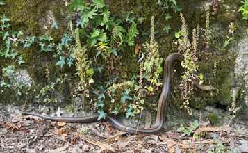 A brown snake slithers next to a moss-covered wall surrounded by plants, staircase snake (Elaphe