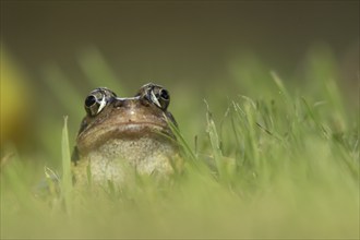 Common frog (Rana temporaria) adult amphibian on a garden lawn in the summer, England, United