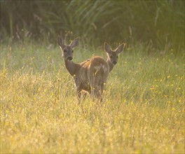 Roe deer (Capreolus capreolus), doe and fawn standing in a meadow and looking attentively, warm