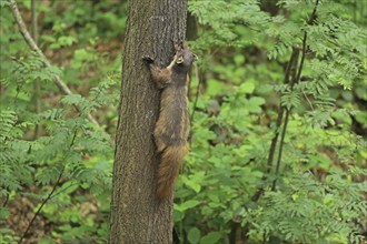 Pine marten (Martes martes)