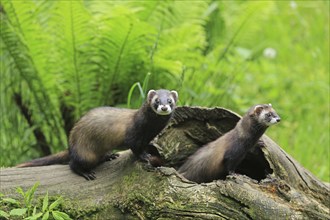 Polecat (Mustela putorius), polecat