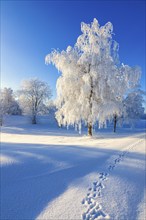 Hare tracks in the snow in a wintry landscape with hoarfrost on the trees a sunny cold winter day,