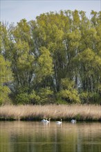 Pond landscape, reeds, reeds (Phragmites australis), willows (Salix) with fresh green leaves, mute