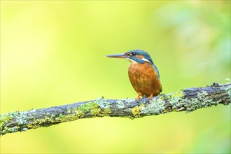 Common kingfisher (Alcedo atthis) sitting on a branch with autumncolours, wildife, Catalonia,