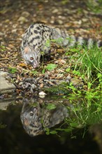 Common genet (Genetta genetta) at the shore of a lake, wildlife in a forest, Montseny National