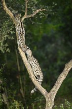 Common genet (Genetta genetta), climbing on a tree wildlife in a forest, Montseny National Park,