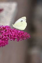 Cabbage butterfly (Pieris brassicae) female on a flower of the butterfly bush (Buddleja davidii),