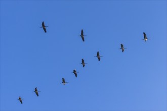 Cranes flying in a line in the blue sky, Crane (Grus grus) wildlife, Western Pomerania Lagoon