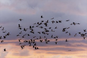 Cranes flying under a sky with pastel-coloured clouds at dusk, Crane (Grus grus) wildlife, Western