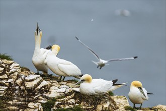 Northern Gannet, Morus bassanus, 126 Northern Gannet, Morus bassanus, birds on cliff, Bempton