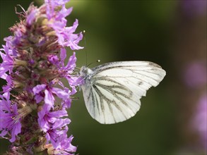 Cabbage butterfly (Pieris brassicae) sucking nectar from the flower of purple loosestrife (Lythrum