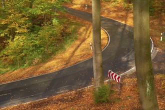 Sun illuminates a winding road leading through an autumnal forest with colourful foliage and tall