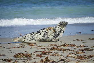 Close-up of harbor or harbour seal (Phoca vituliana vitulina) in spring (april) on Helgoland a