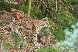 Eurasian lynx (Lynx lynx) mother animal with her youngster in a forest, captive, Bavarian Forest