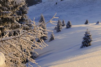 Snow-covered mountain and trees in the golden sunlight, Upper Palatinate