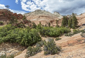 Patterns of erosion on the rock formations in Zion National Park, Utah