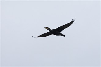 Cormorant (Phalacrocorax carbo) in flight, Geltinger Birk, Geltinger Bucht, Nieby,