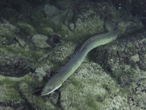 Elongated European eel (Anguilla anguilla) on the rocky and algae-covered bottom of the Rhine. Dive